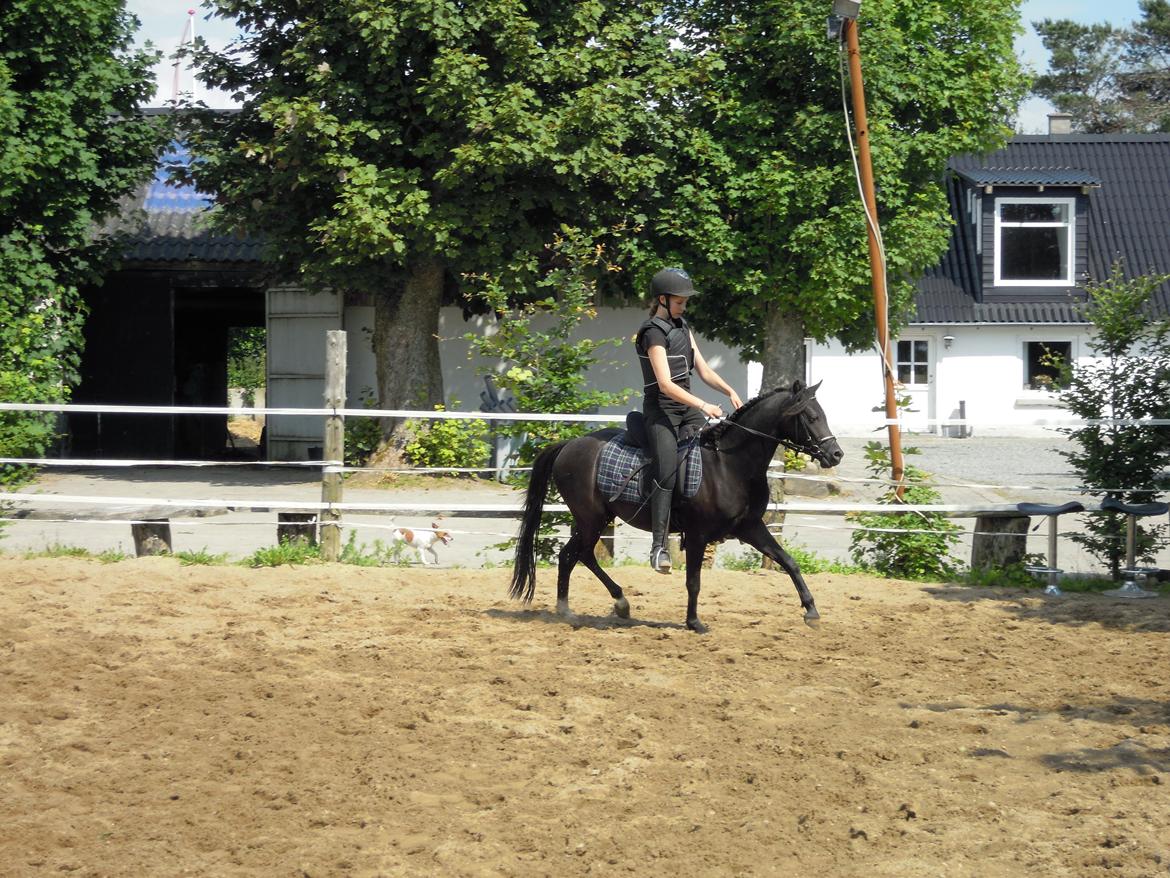 Welsh Partbred (Sec F) Soffy af Grysbæk billede 3