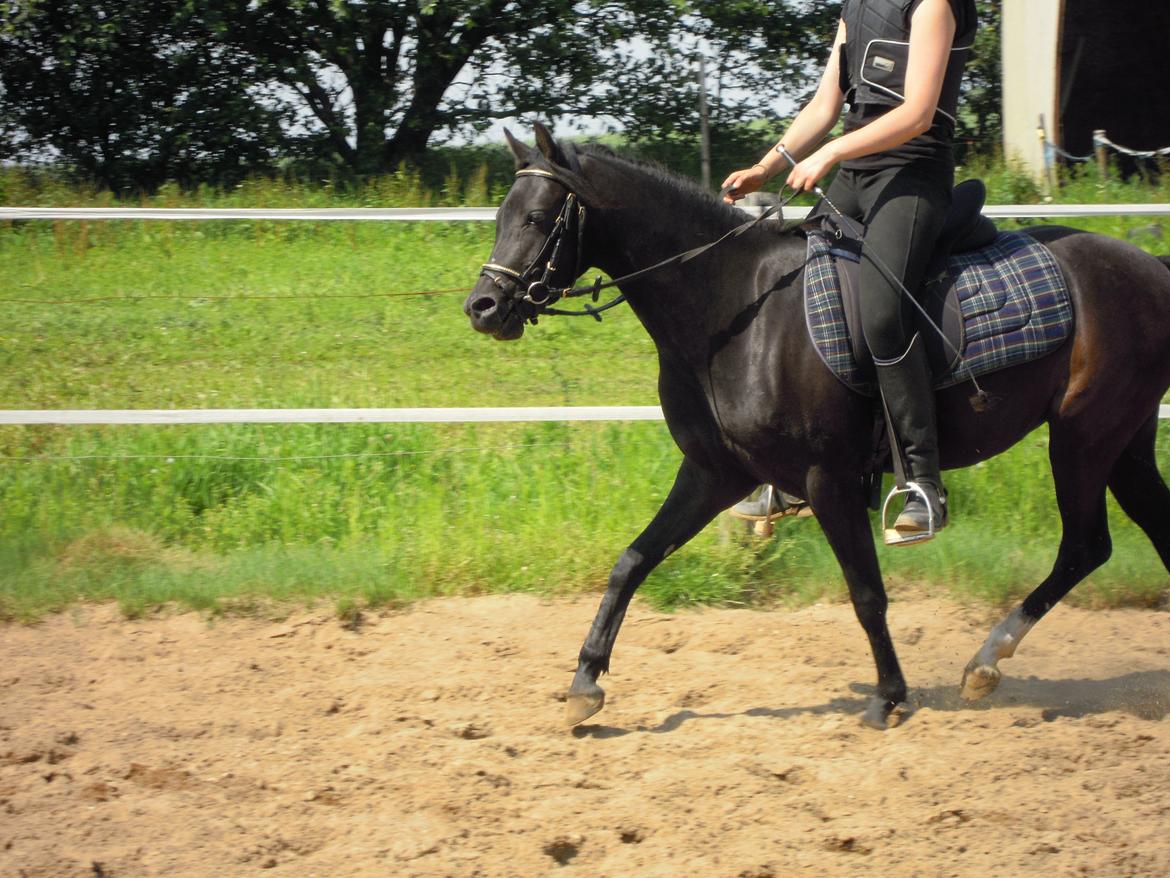 Welsh Partbred (Sec F) Soffy af Grysbæk billede 5