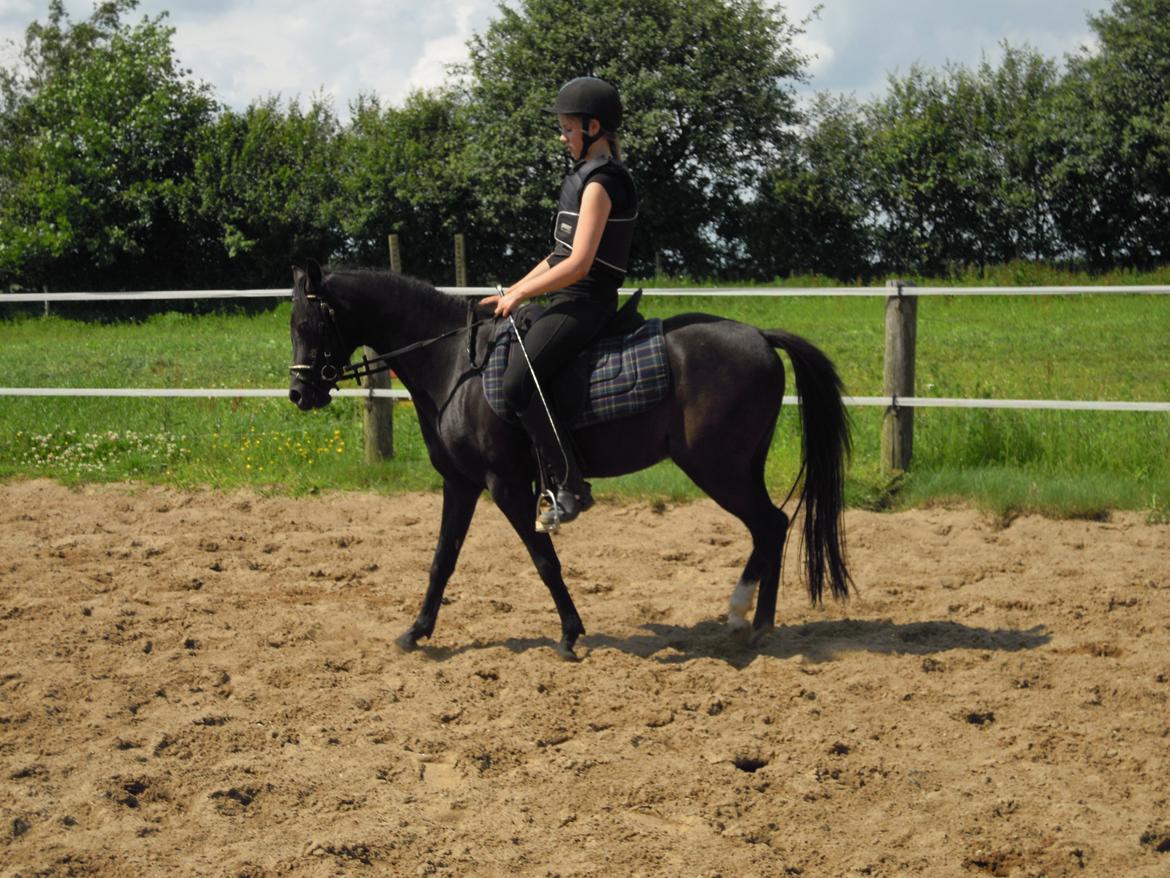 Welsh Partbred (Sec F) Soffy af Grysbæk billede 8