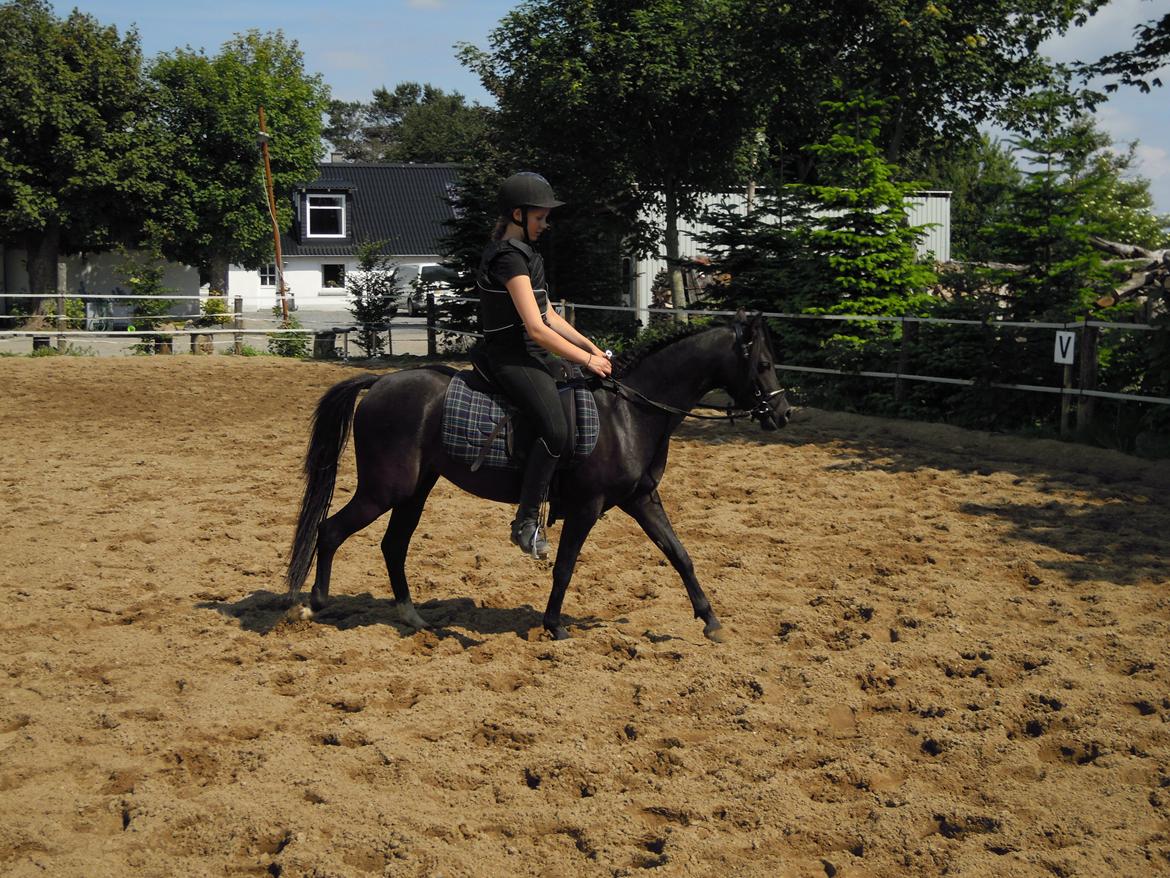 Welsh Partbred (Sec F) Soffy af Grysbæk billede 11