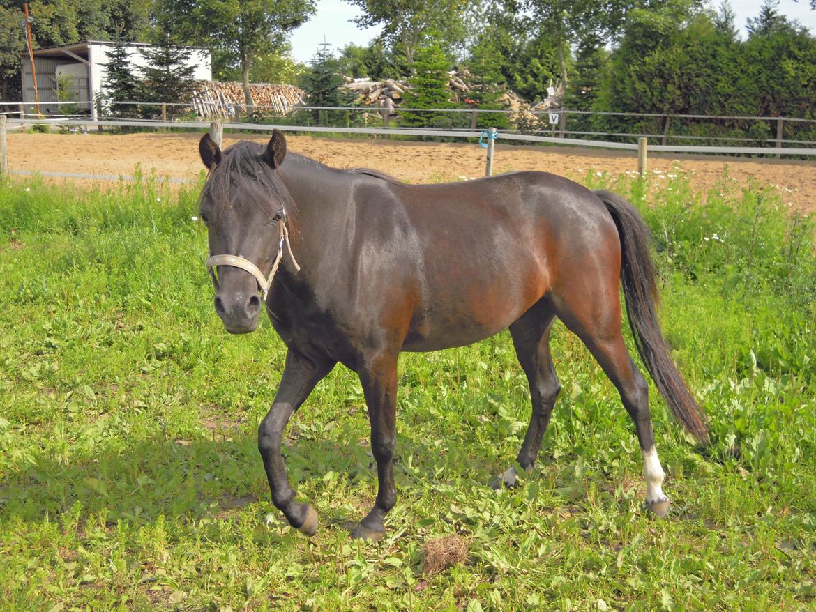 Welsh Partbred (Sec F) Soffy af Grysbæk billede 13