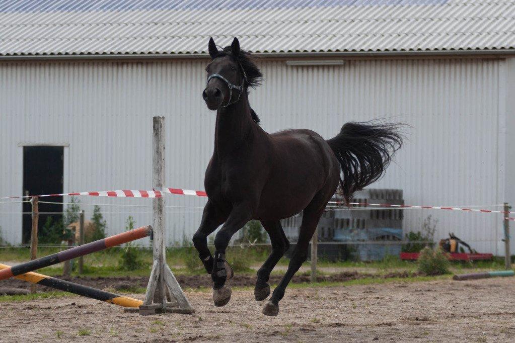 Dansk Varmblod Skovlunds Zarfir - Zarfir til løsspring juli 2012 billede 1