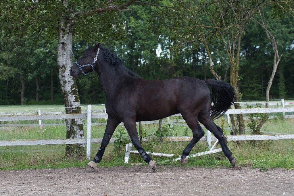 Dansk Varmblod Skovlunds Zarfir - Juli 2012
Zarfir  billede 2