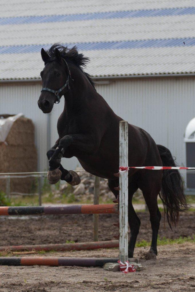 Dansk Varmblod Skovlunds Zarfir billede 5