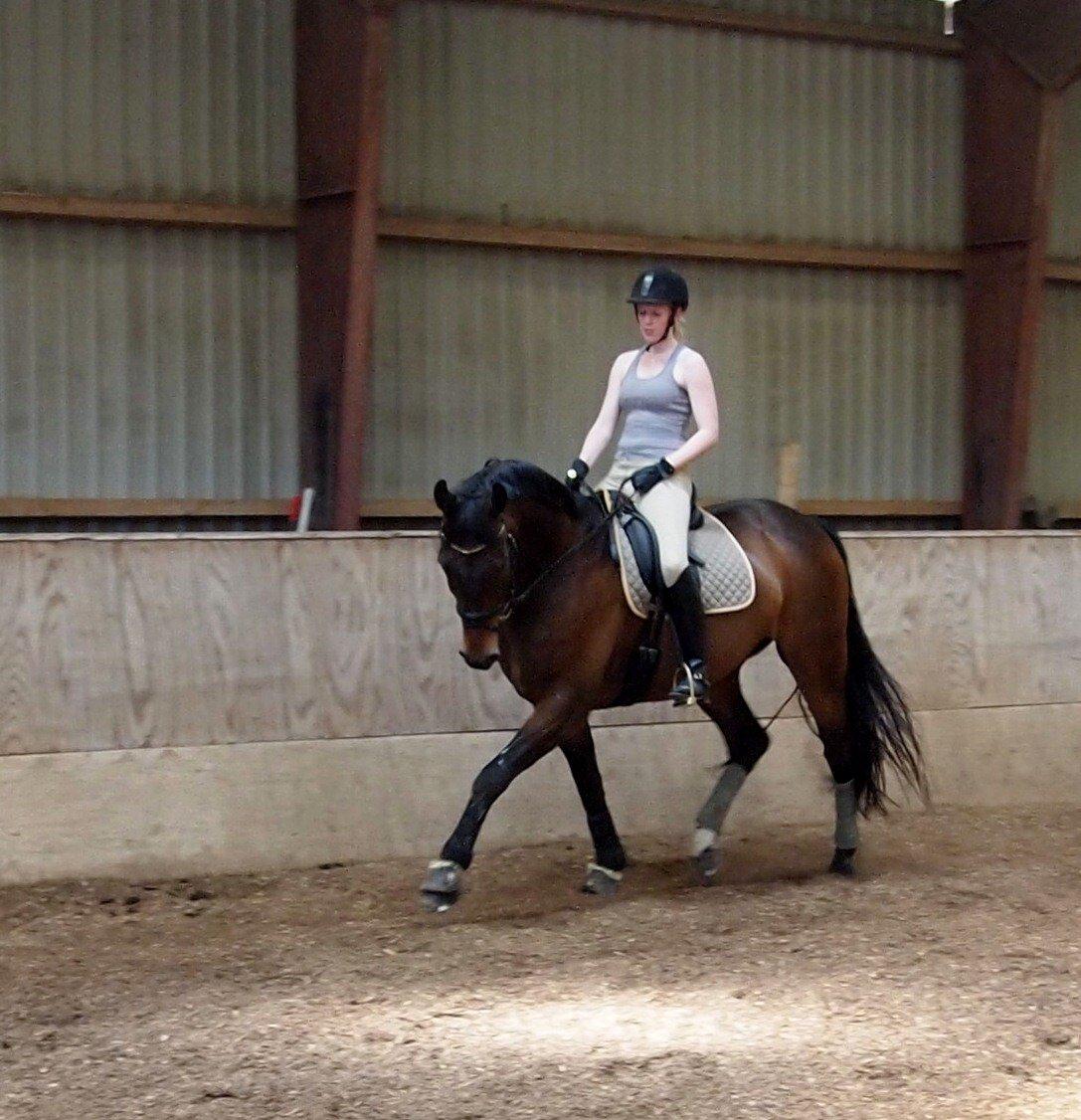 Dansk Varmblod Lykkebo's De Maestro billede 19