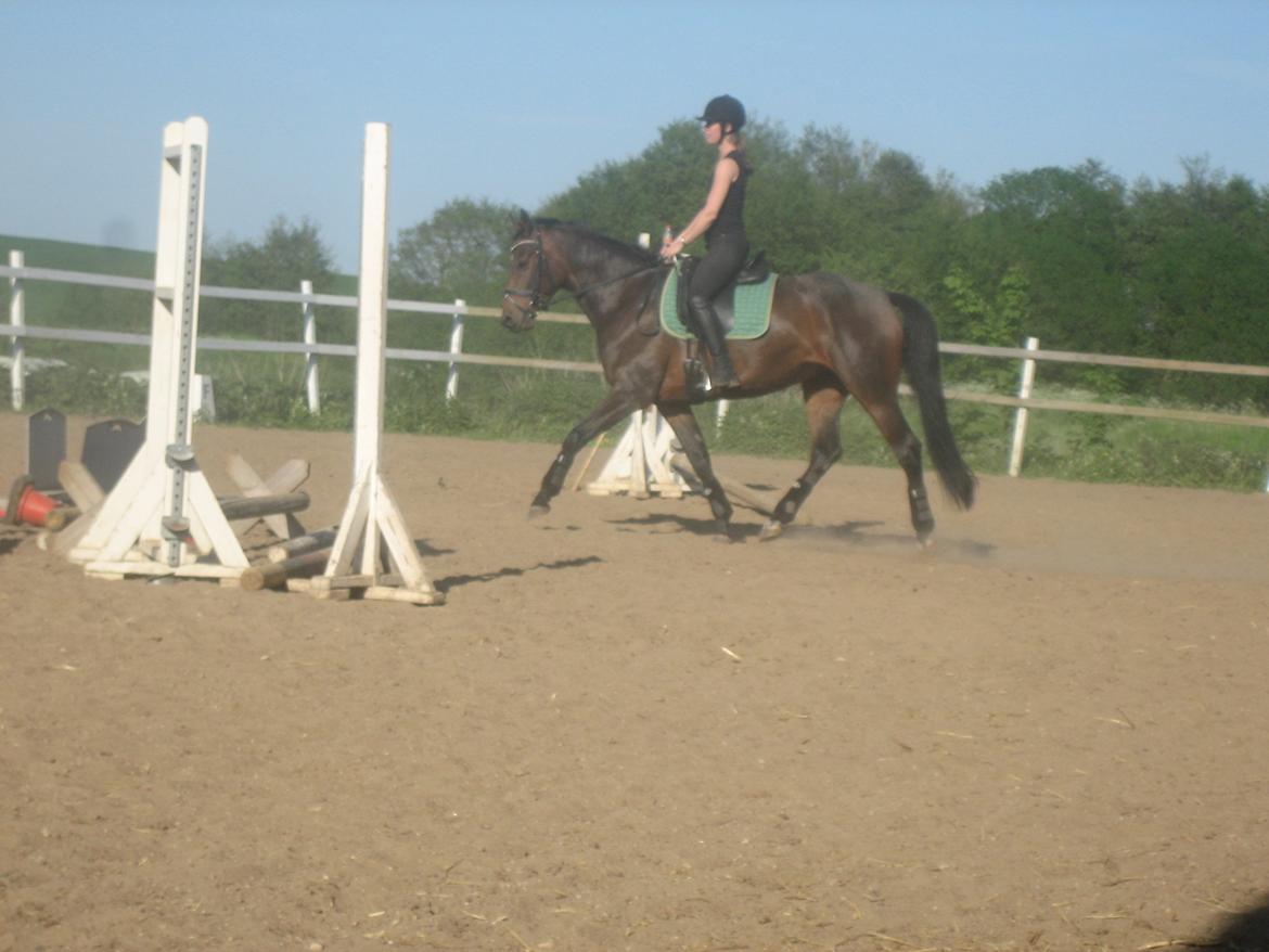 Dansk Varmblod Swing - Dressur :-) billede 20