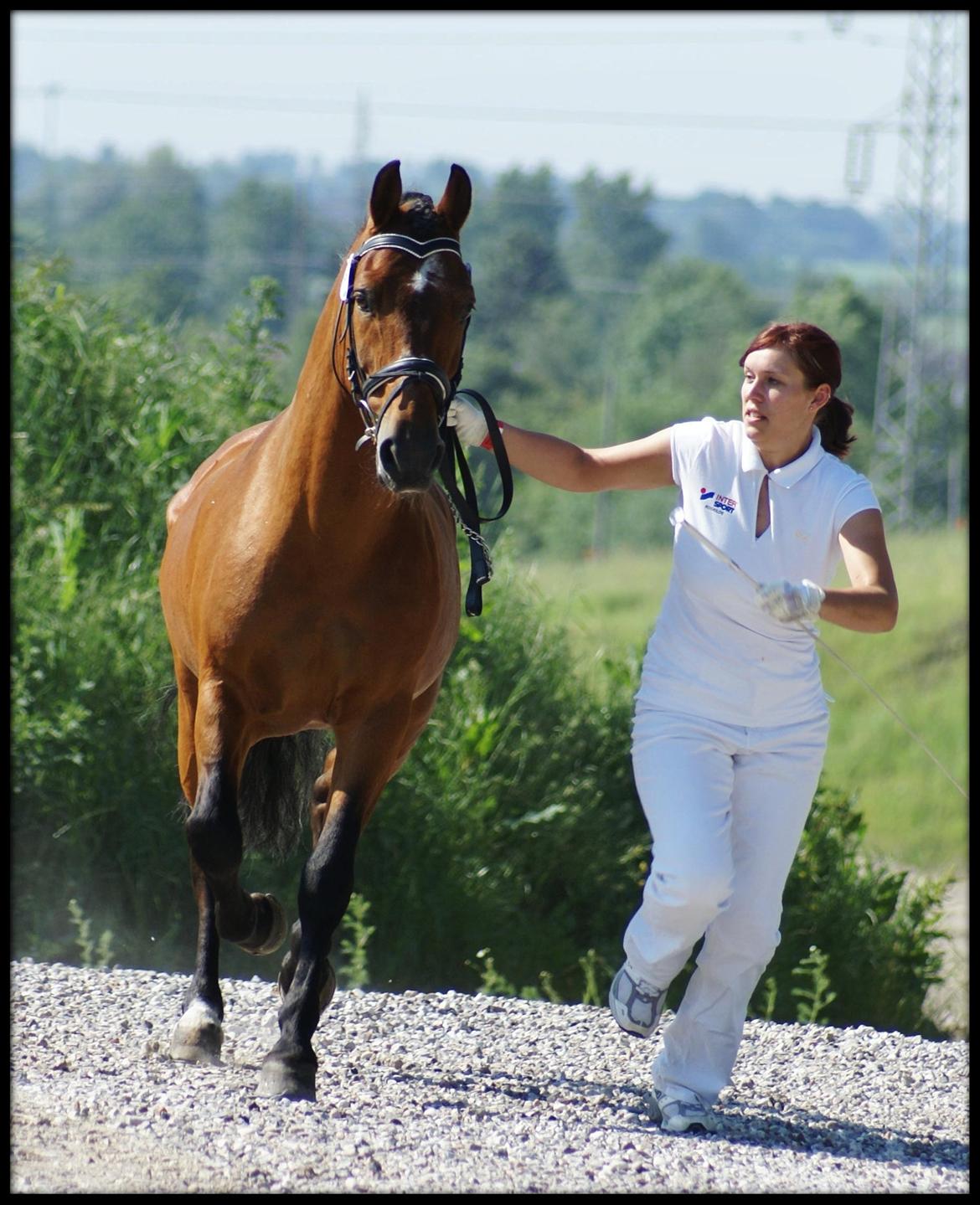 New Forest Horsemosens Navarone - Fotograf: lene Thaulow billede 3