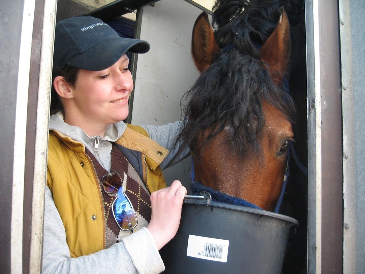 New Forest Horsemosens Navarone - På vej hjem fra Hingsteshow i Viborg 2007 - Fotograf: Anita Rimestad billede 4