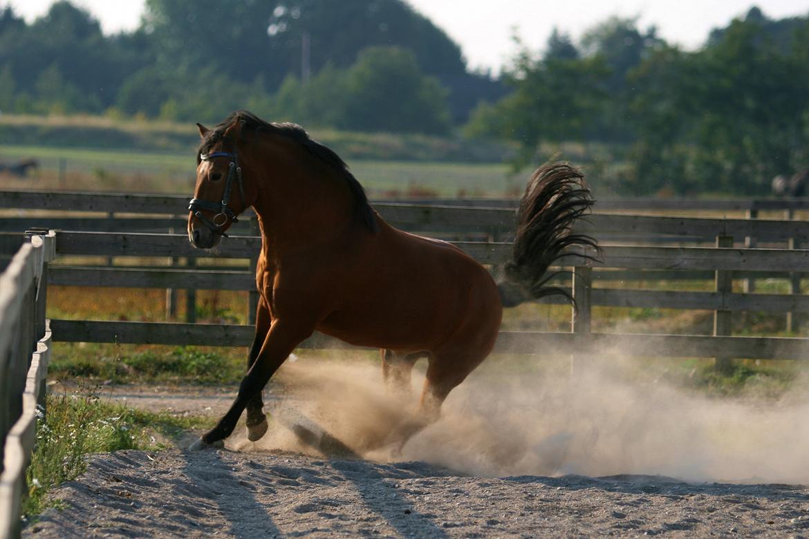 New Forest Horsemosens Navarone - Løs på ridebanen 20. September 2009 - Fotograf: Vickie Hall billede 6