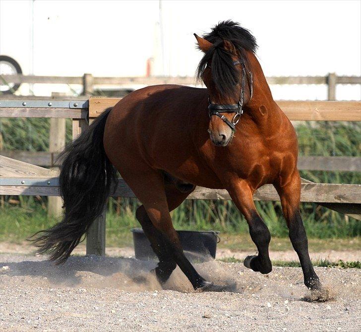 New Forest Horsemosens Navarone - Løs på banen 20. September 2009 - Fotograf: PhotoByRosenlund/Camilla Rosenlund billede 8