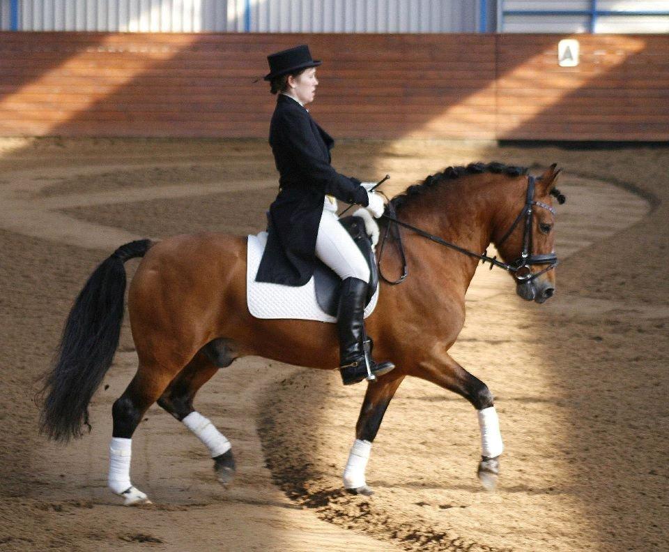 New Forest Horsemosens Navarone - Hingsteshow 2008 Viborg - Fotograf: PhotoByRosenlund/Camilla Rosenlund billede 13