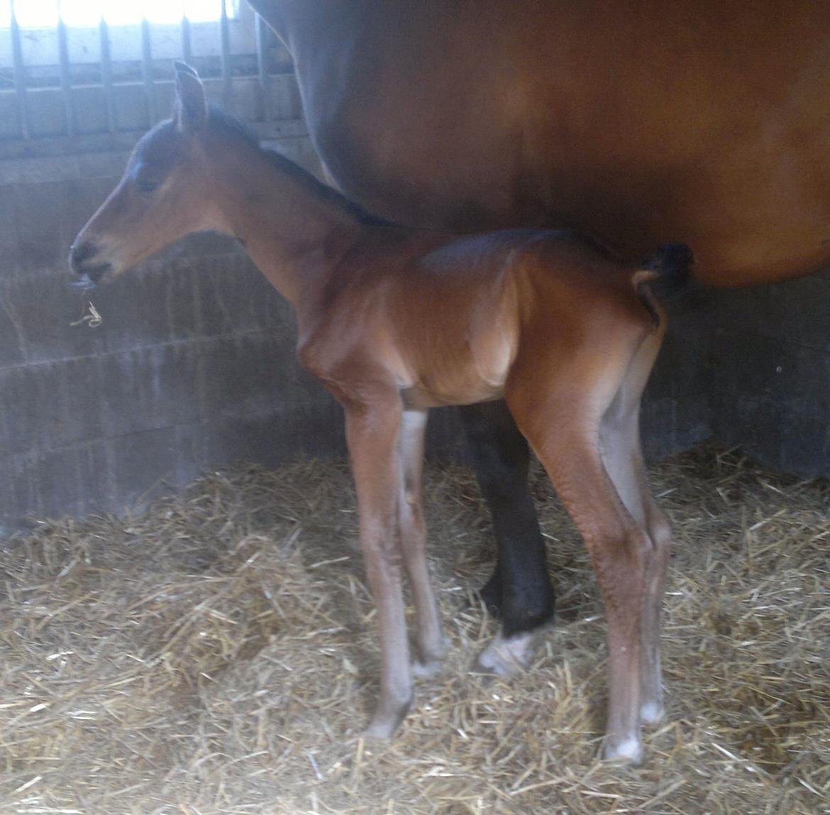 Hannoveraner Fürst Fernando - Fernando her kun 9 timer gammel billede 4