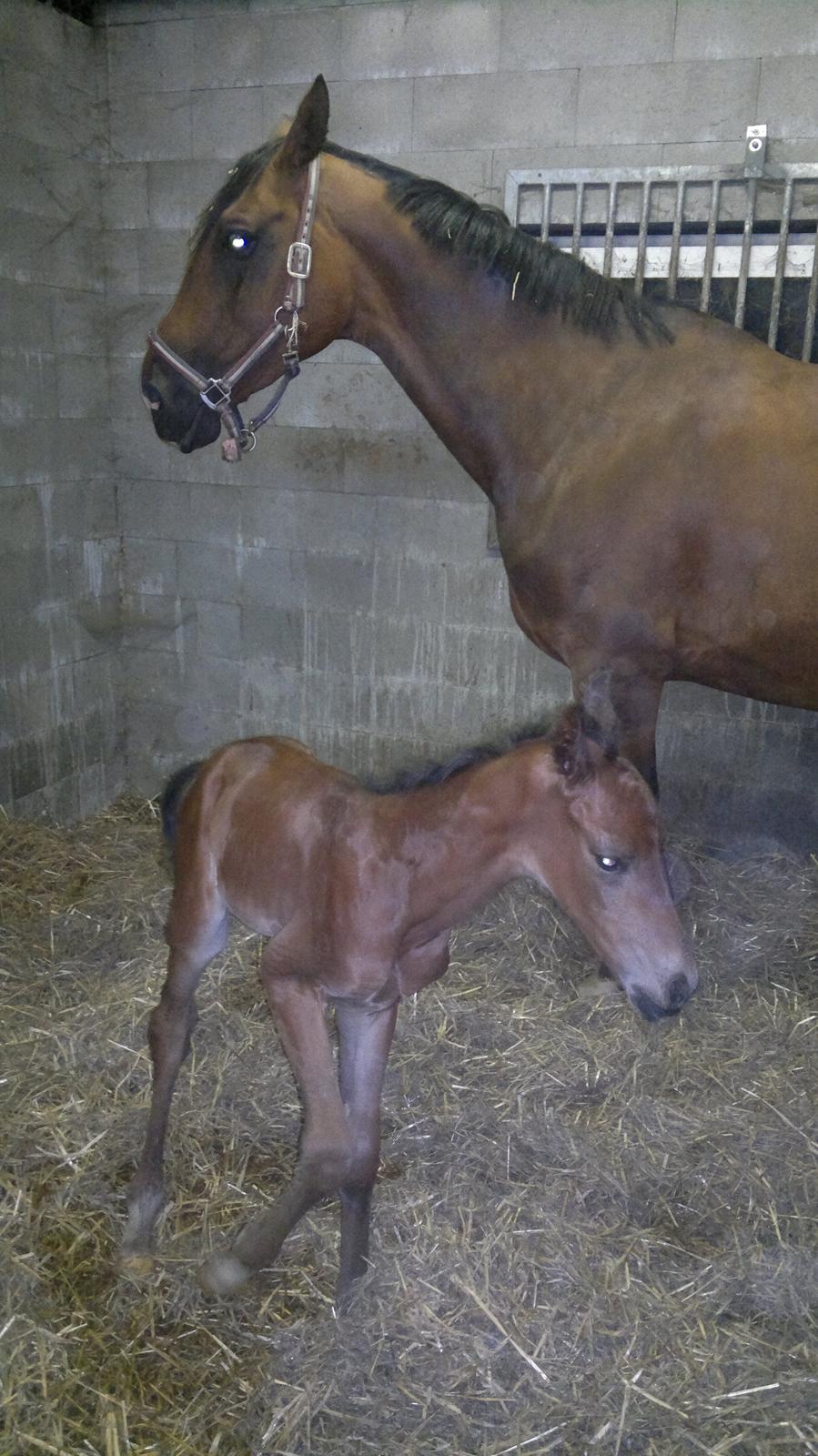 Hannoveraner Fürst Fernando - Lille Fernando kun knap 1 time gammel billede 5