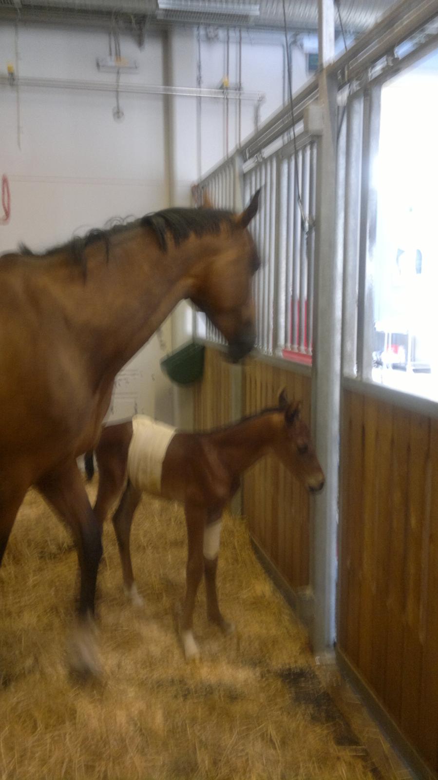 Hannoveraner Fürst Fernando - Fernando på hospitalet 7 dage gammel
Disney (hans mor) passer rigtig godt på ham billede 6