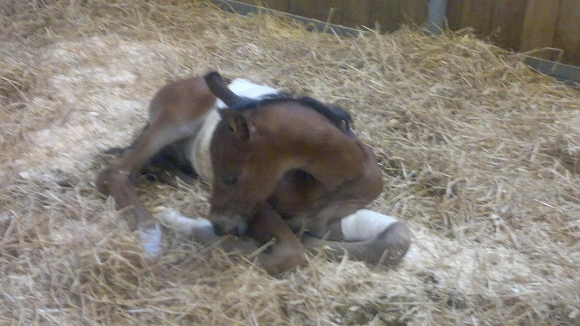 Hannoveraner Fürst Fernando billede 7