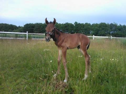 Hannoveraner Fürst Fernando - Fernando på folden ca. 17 timer gammel billede 2