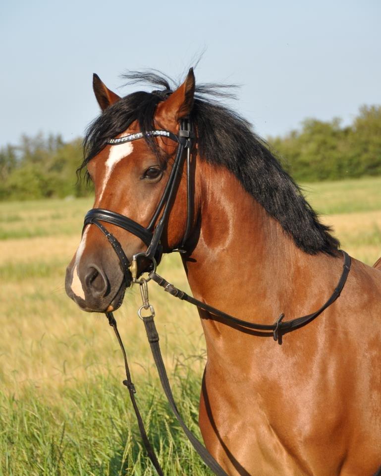 Welsh Cob (sec D) Lindbergs Milton B-PONY billede 6