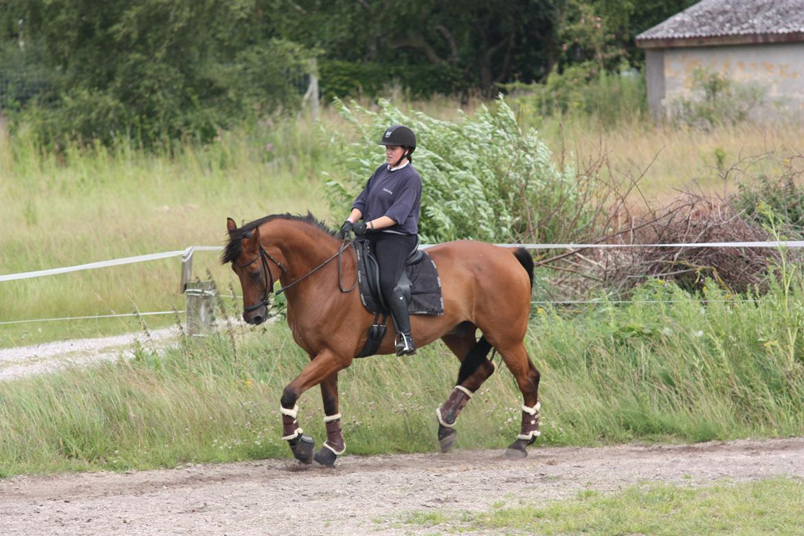 Dansk Varmblod Minos billede 10