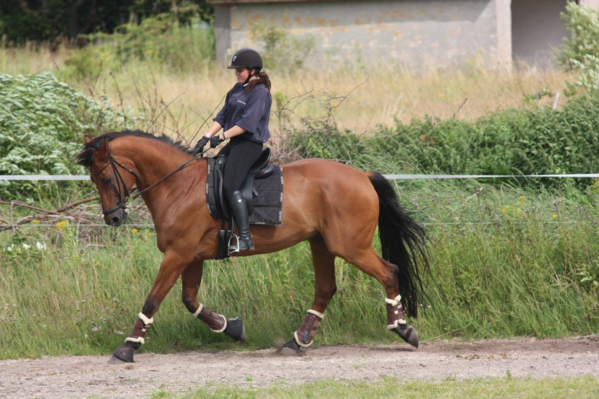 Dansk Varmblod Minos billede 12