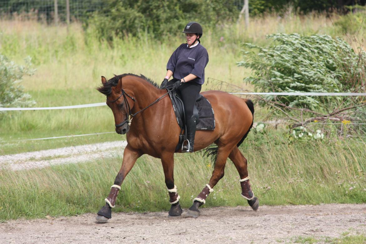 Dansk Varmblod Minos billede 13