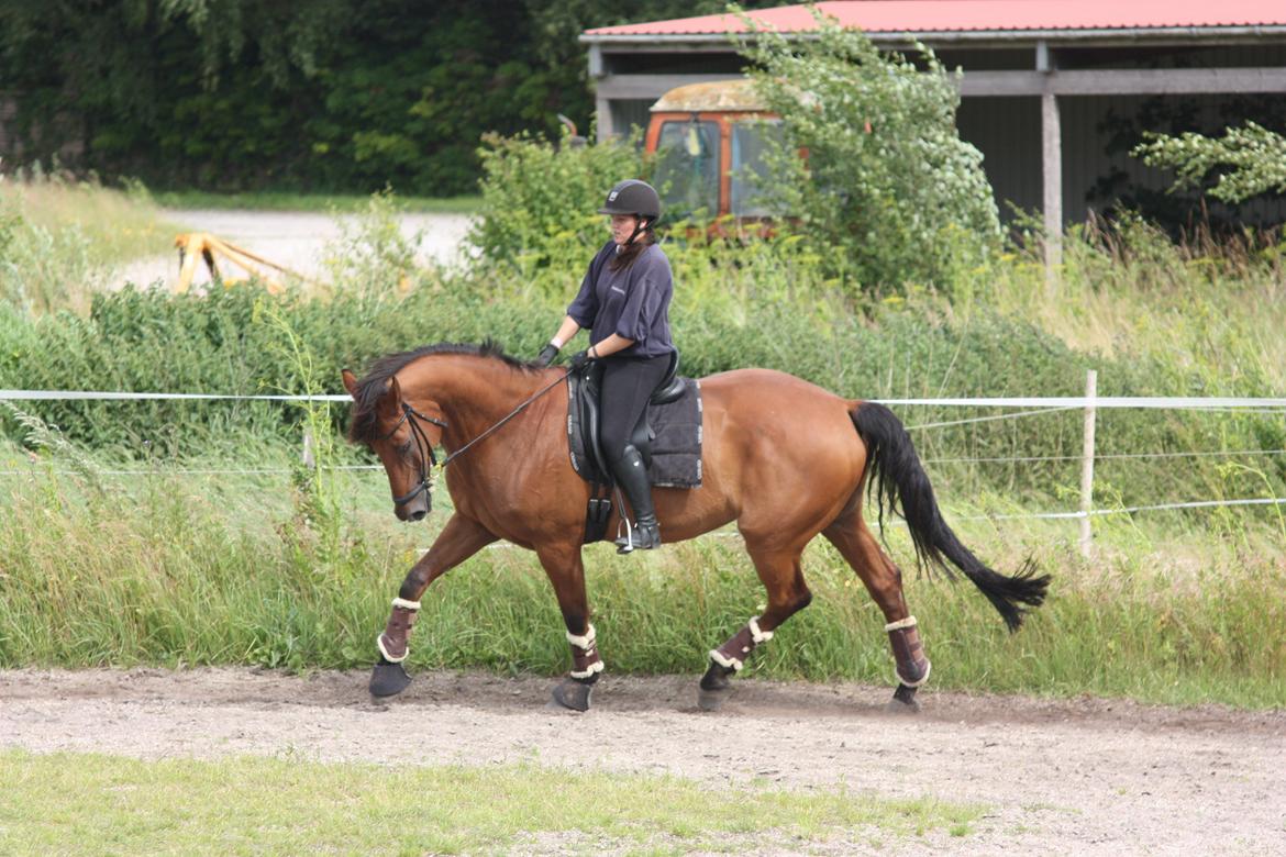Dansk Varmblod Minos billede 14