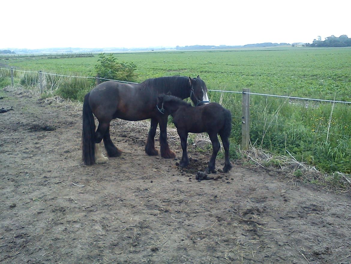 Fell pony Tarpans Fellboy - Er ved at være helt gode venner med Maxi billede 9