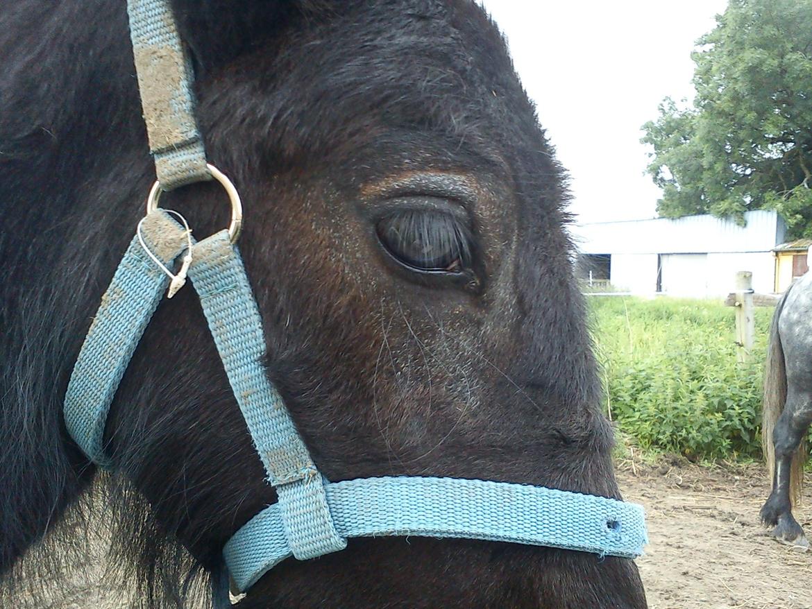 Fell pony Tarpans Fellboy - skimler om øjnene, så han ender med at blive grå billede 10