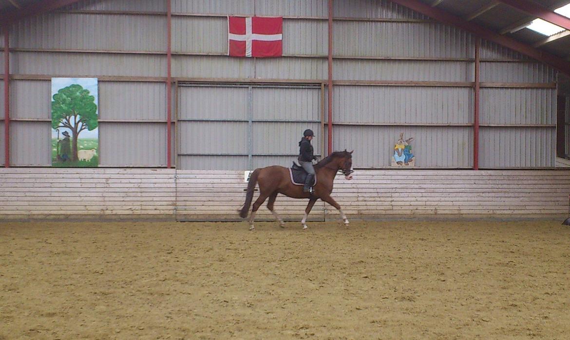 Anden særlig race Hedegårds My Precious - Precious og mig d. 11/7-12 billede 1