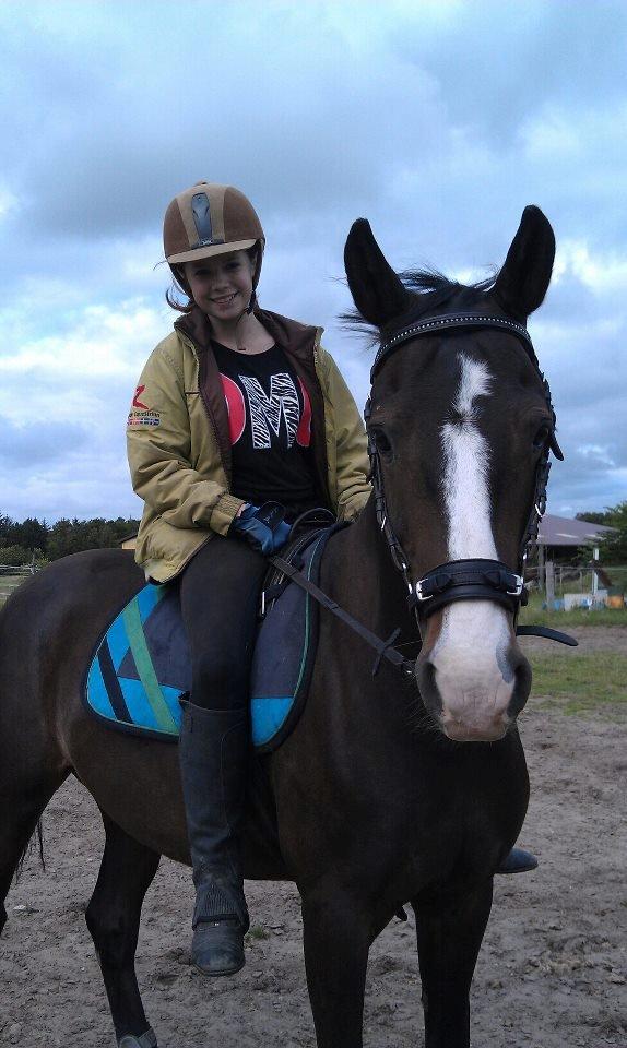 New Forest Lukas Søblink - Første ridetur efter foden gik af led<3 billede 11