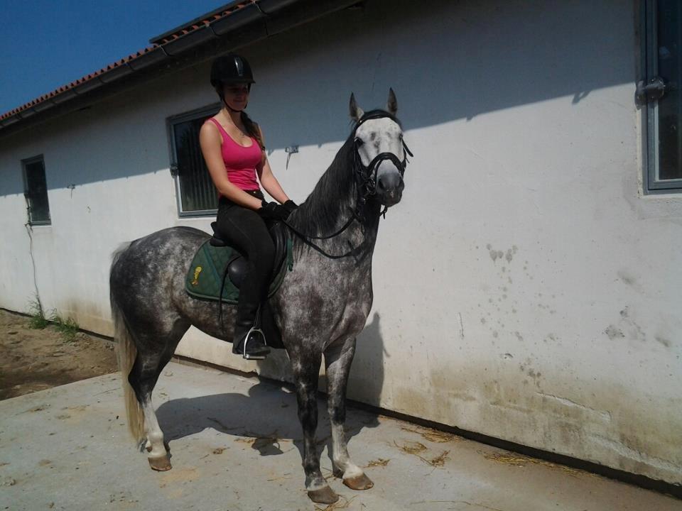 Anden særlig race Casjang (solgt) billede 4