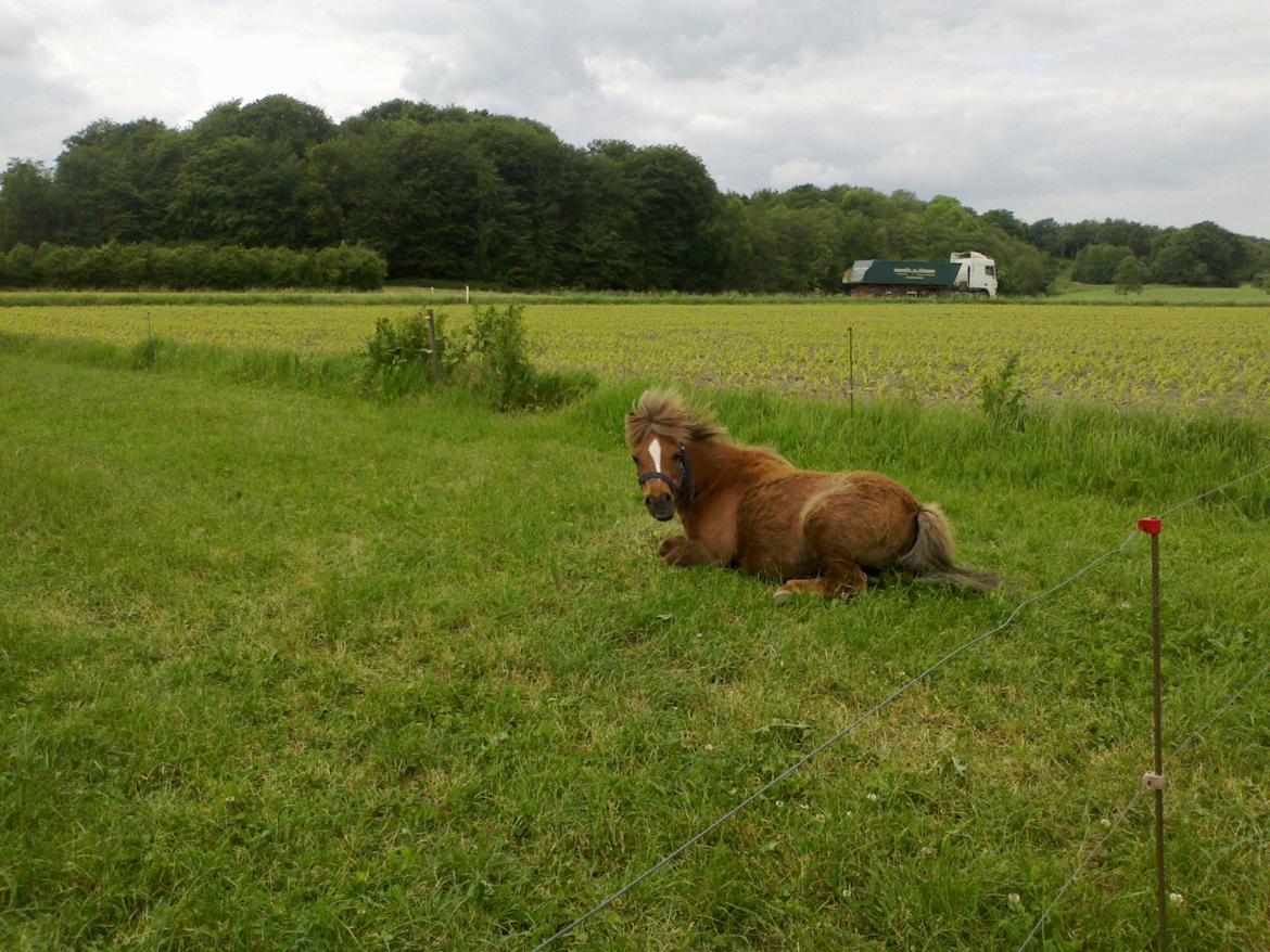 Shetlænder R.I.P Tulle<3 - Jeg er floot xP billede 5