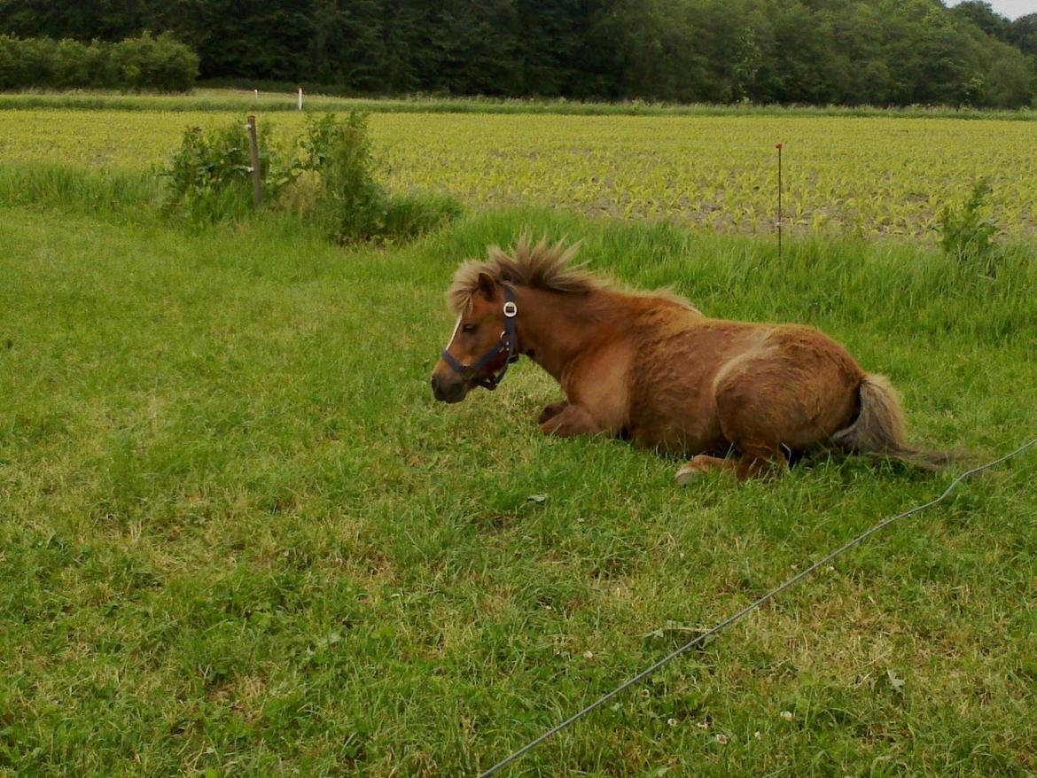 Shetlænder R.I.P Tulle<3 - Tulle du er jo en model, med vind i håret xD billede 8