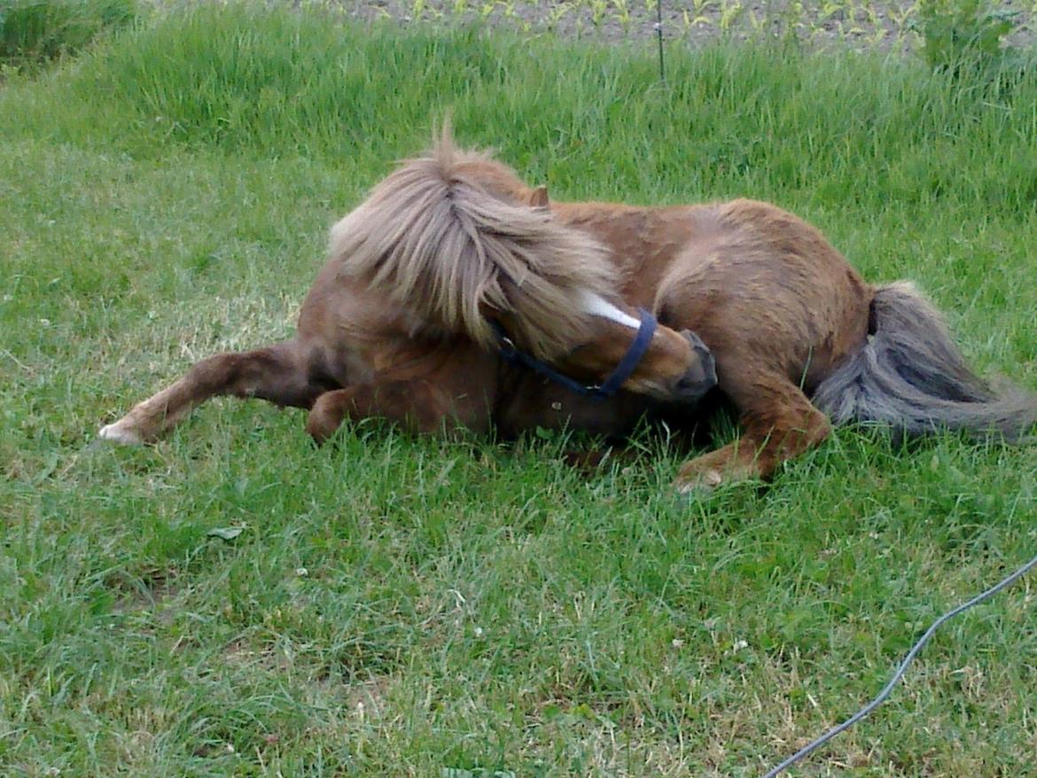 Shetlænder R.I.P Tulle<3 - - Jeg klør mig lige.. XO billede 10