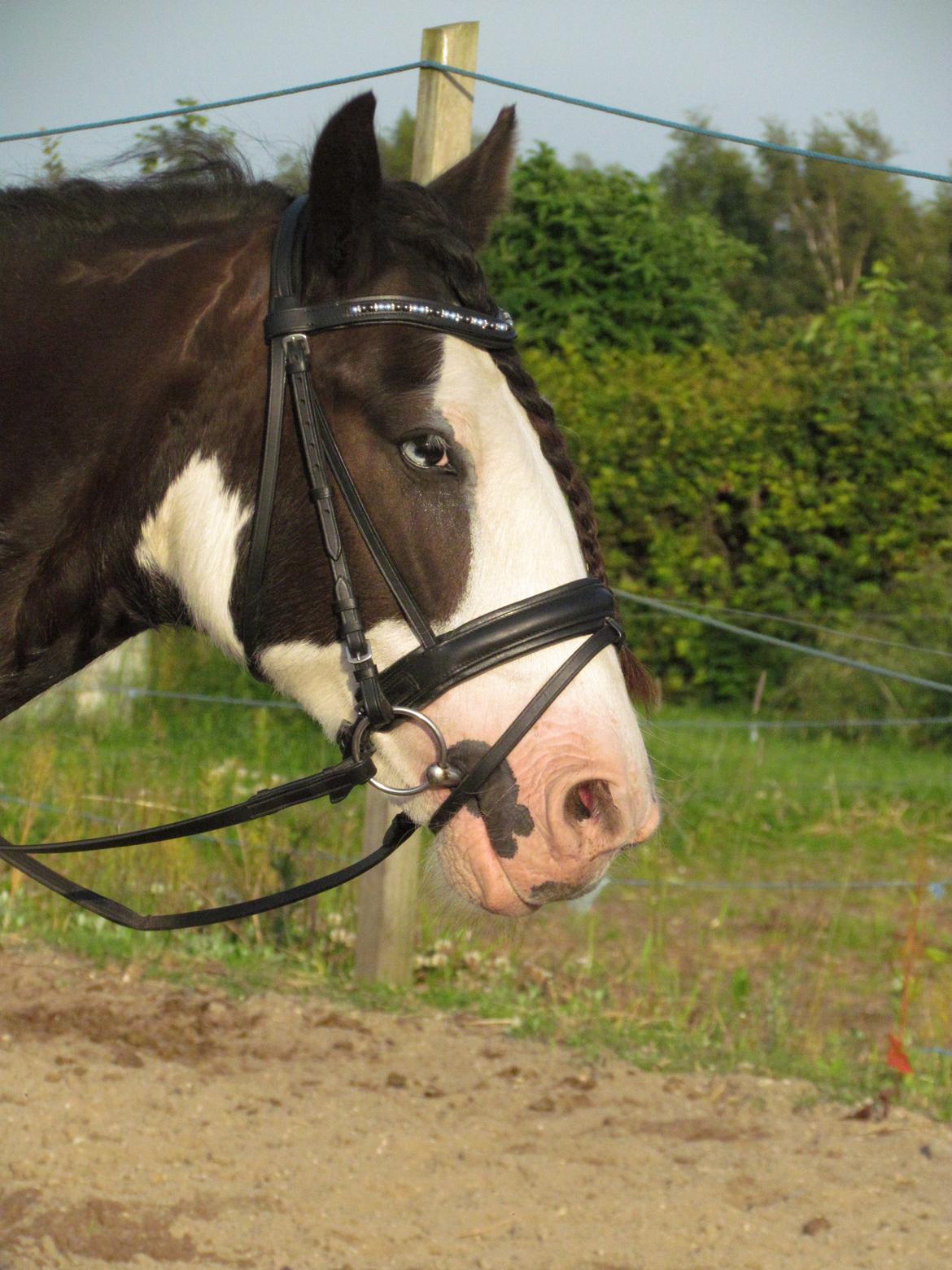 Tinker Shakila´s Shadow billede 2