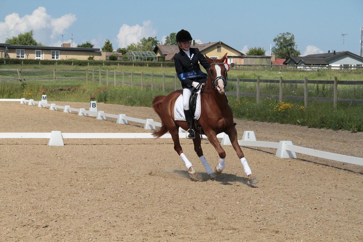 Arabisk fuldblod (OX) |Tyson Of Tas OX| - Første dressur æresrumdte gik lidt galt :/ Vi gør da bare som det passer os! Lader som om det er springning :) Vandt LC2 Med 69,55 billede 10