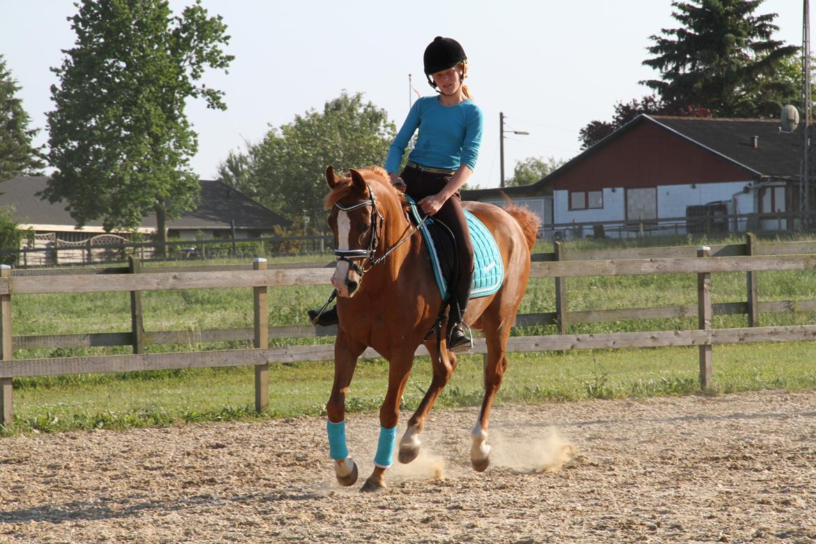 Arabisk fuldblod (OX) |Tyson Of Tas OX| - Undervisning i dressur :) billede 11