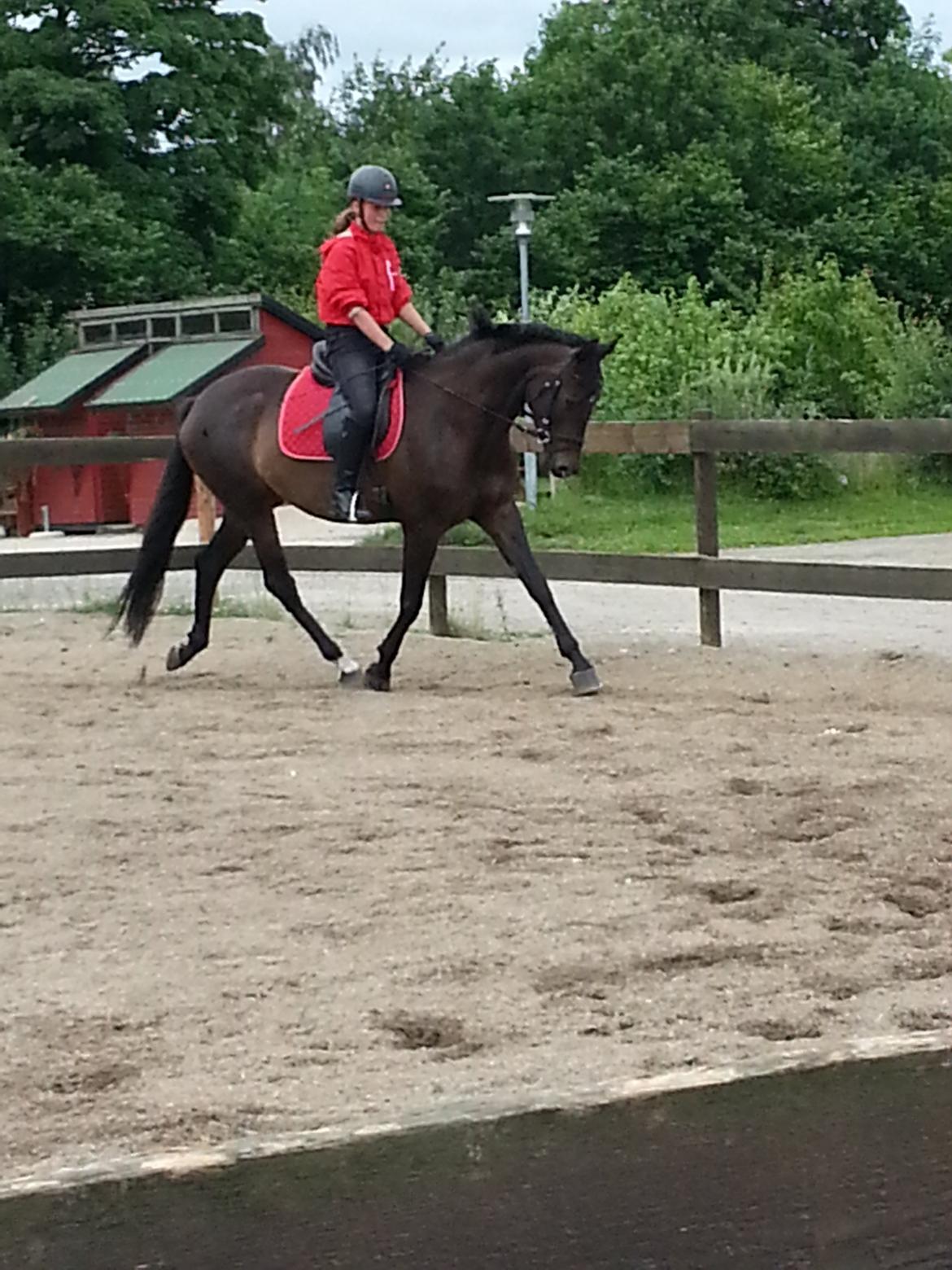 Trakehner Malaysia - De er ved at være dygtige billede 1