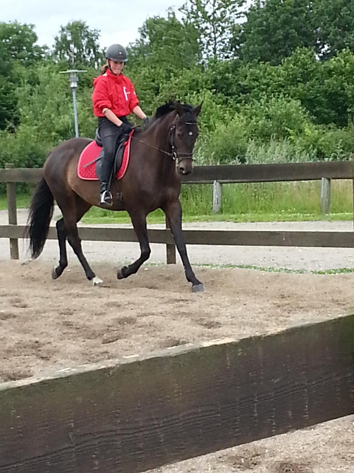 Trakehner Malaysia - Så fin billede 9