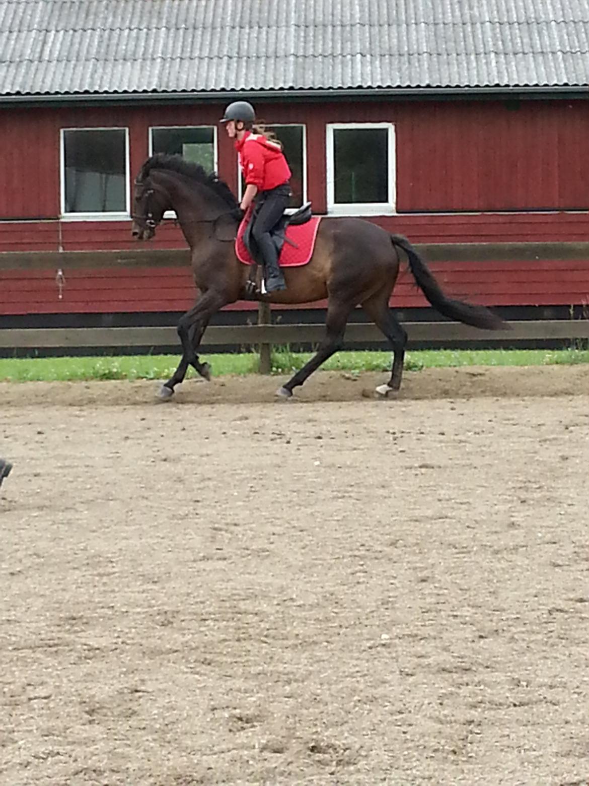 Trakehner Malaysia - Stadig lidt svært at være afslappet i gallop billede 10
