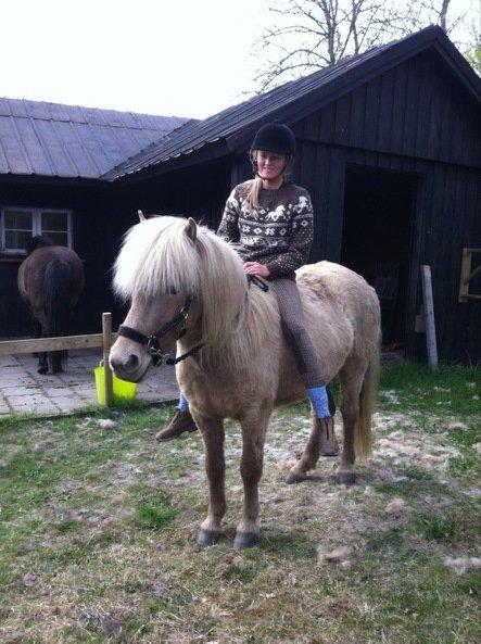 Islænder Kiljan - Første gang jeg sidder på ham - han var simpelthen så cool! Kiljan er 4 år billede 11