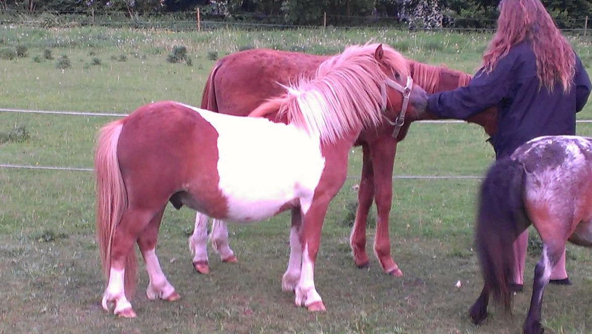 Shetlænder Dalbo´s Lukas - Mig og mine venner billede 11