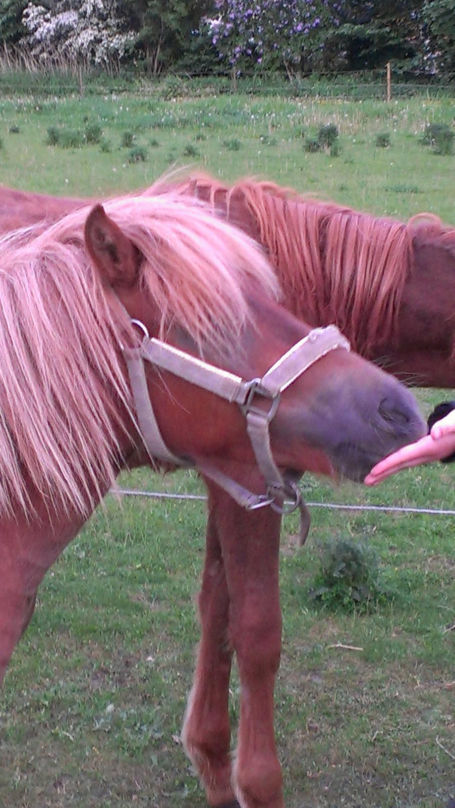 Shetlænder Dalbo´s Lukas billede 12