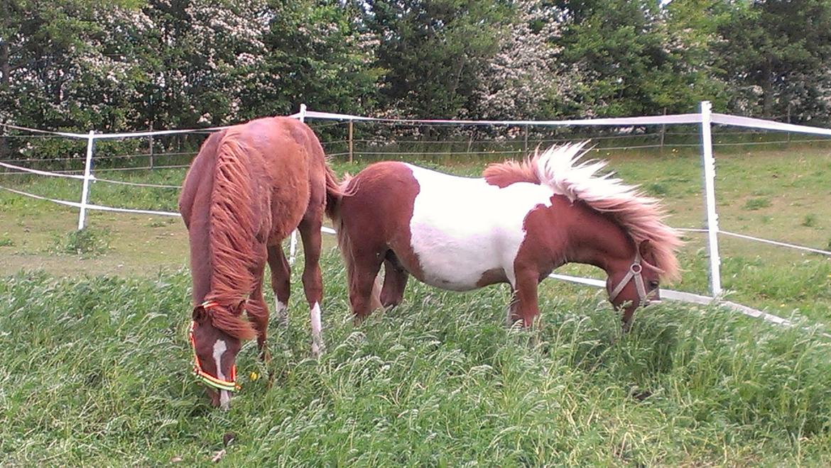 Shetlænder Dalbo´s Lukas billede 13