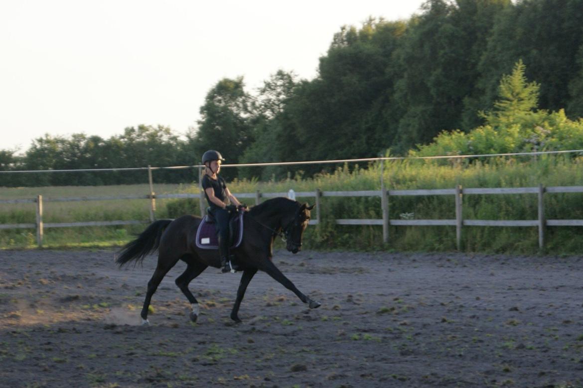 DSP Schermeer´s Hof Anastasia billede 13