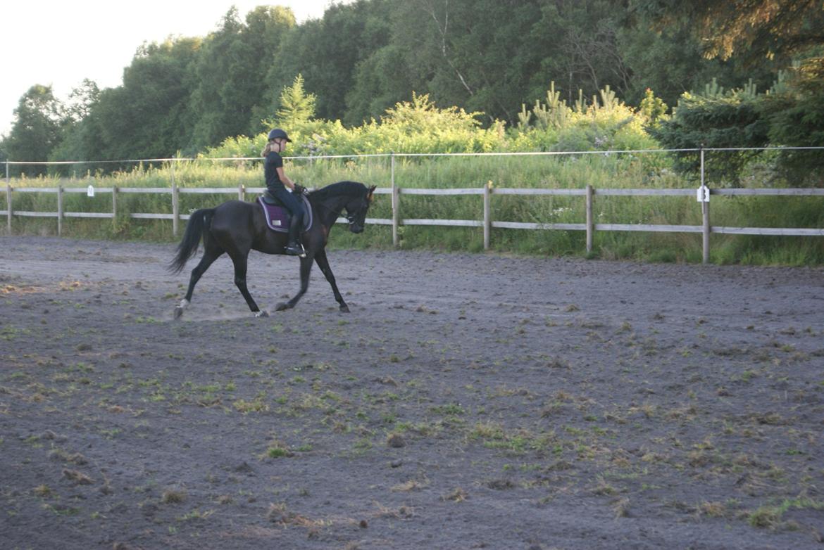 DSP Schermeer´s Hof Anastasia billede 14