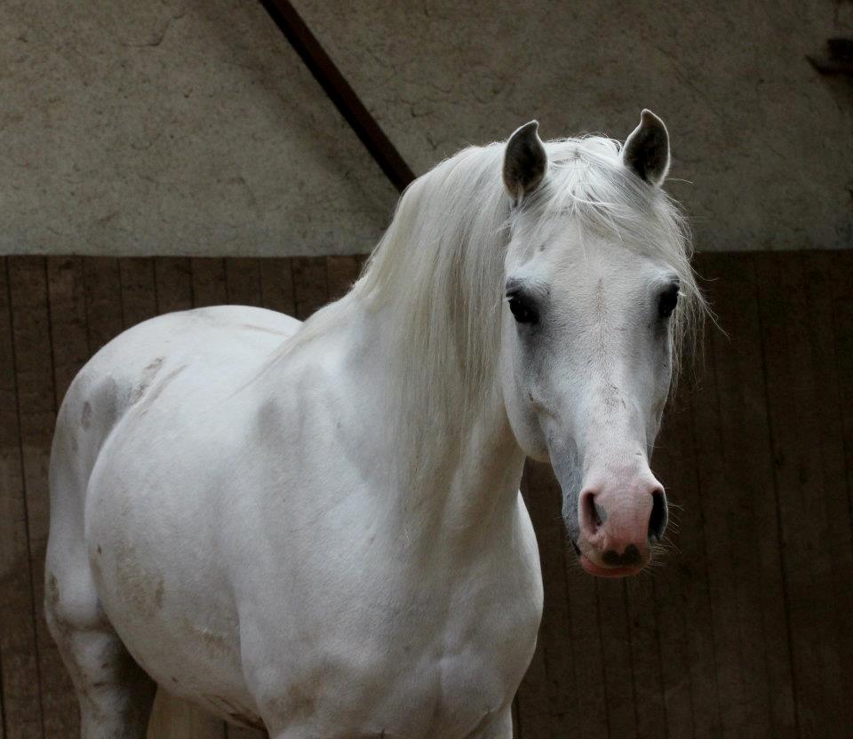 Arabisk fuldblod (OX) Fa Kenzo billede 9