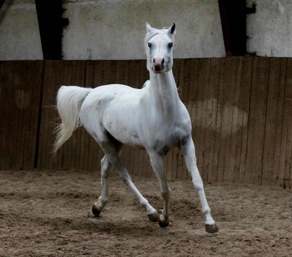 Arabisk fuldblod (OX) Fa Kenzo billede 3