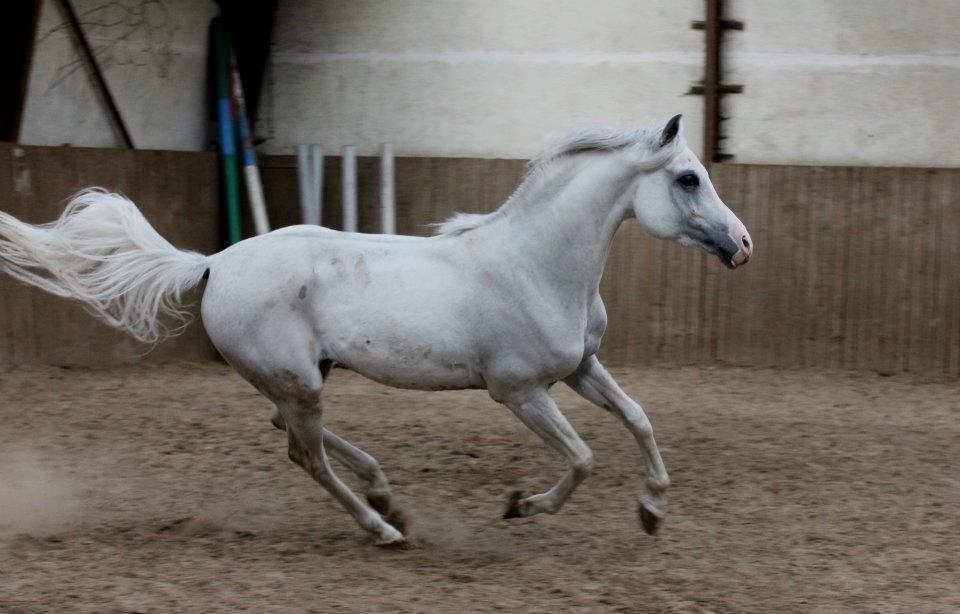 Arabisk fuldblod (OX) Fa Kenzo billede 14