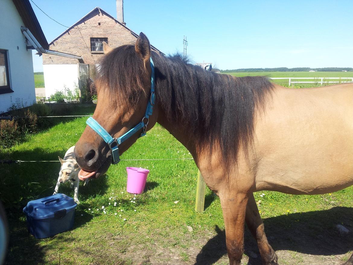 Anden særlig race Abby billede 3