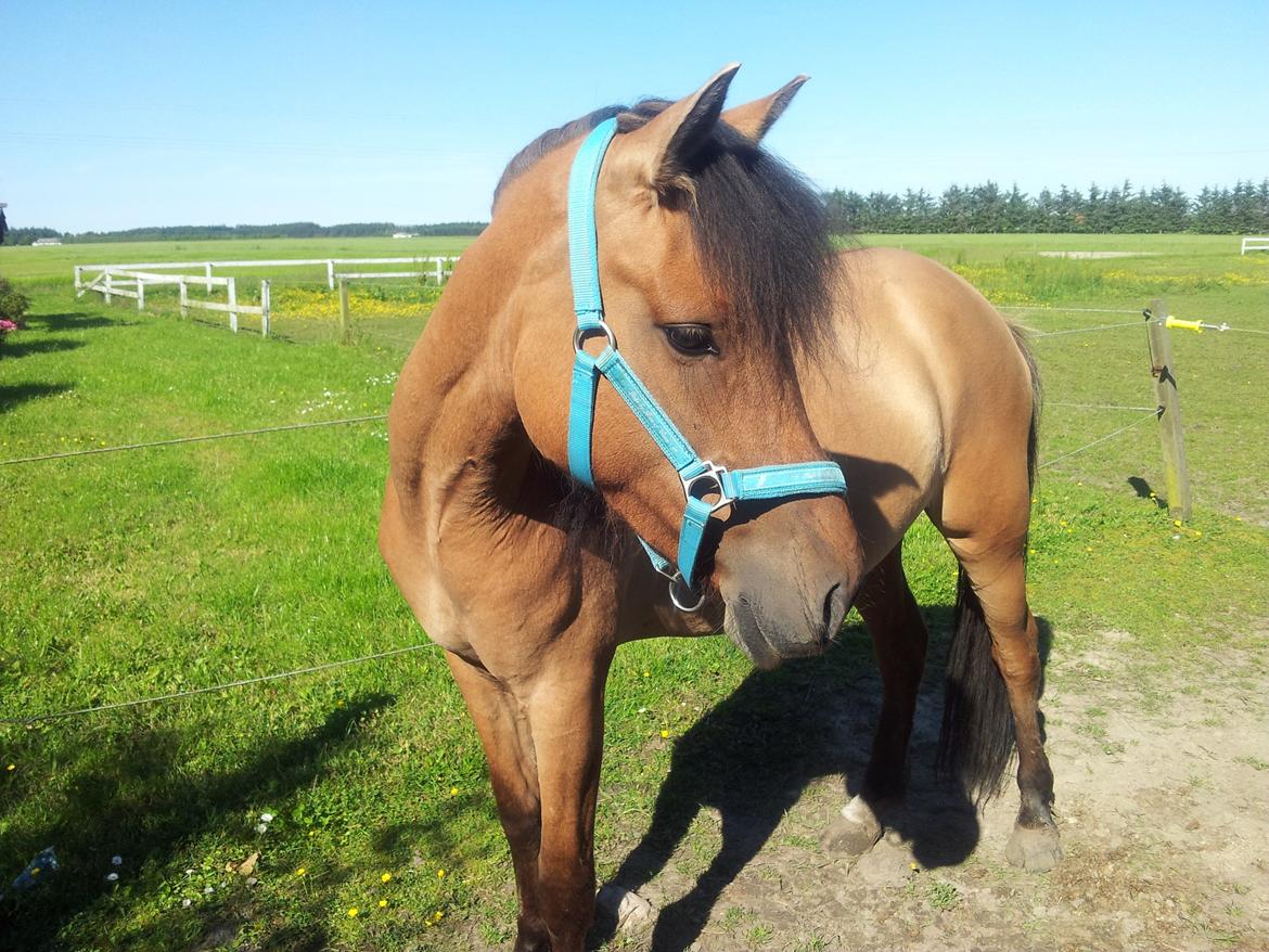 Anden særlig race Abby billede 1